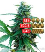 Blueberry autofem (Carpathians Seeds)