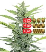 Sinevir autofem (Carpathians Seeds)