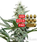 Skunk autofem (Carpathians Seeds)