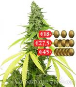 White Tisa autofem (Carpathians Seeds)