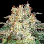 Afghan Kush autofem Gold (Errors-Seeds)