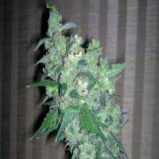 AK-47 autofem Gold (Errors-Seeds)