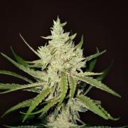 Amnesia Haze autofem Gold (Errors-Seeds)