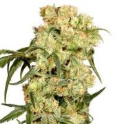Blackberry Kush autofem Gold (Errors-Seeds)