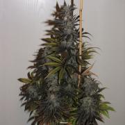 Blueberry autofem Gold (Errors-Seeds)