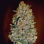 Bubble Gum autofem Gold (Errors-Seeds)