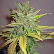 California Orange autofem Gold (Errors-Seeds)