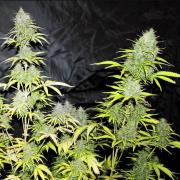 Cheese autofem Gold (Errors-Seeds)