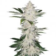 Chemdawg autofem Gold (Errors-Seeds)