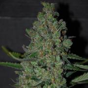 Chronic autofem Gold (Errors-Seeds)