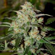 Cookies autofem Gold (Errors-Seeds)