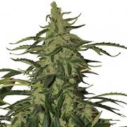 Deimos autofem Gold (Errors-Seeds)