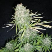 Diesel autofem Gold (Errors-Seeds)