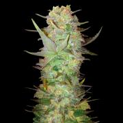 Durban Poison autofem Gold (Errors-Seeds)