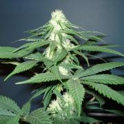 Hindu Kush autofem Gold (Errors-Seeds)