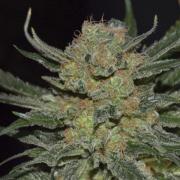 Lavender autofem Gold (Errors-Seeds)