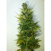 Lemon Haze autofem Gold (Errors-Seeds)