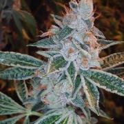 Lemon Skunk autofem Gold (Errors-Seeds)