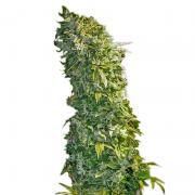 MaxiGom autofem Gold (Errors-Seeds)