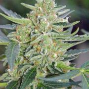 Mazar autofem Gold (Errors-Seeds)