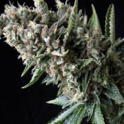 Nefertiti autofem Gold (Errors-Seeds)