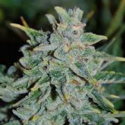 Northern Lights autofem Gold (Errors-Seeds)