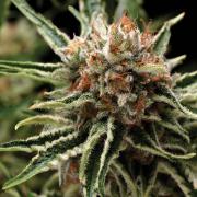 Purple autofem Gold (Errors-Seeds)