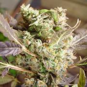 Somango autofem Gold (Errors-Seeds)