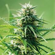 Super Sweet autofem Gold (Errors-Seeds)