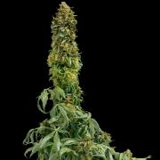 Sweet Tooth autofem Gold (Errors-Seeds)