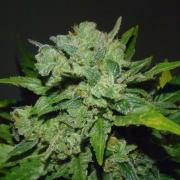 White Widow autofem Gold (Errors-Seeds)