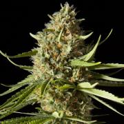 Amnesia 2.0 autofem Silver (Errors-Seeds)