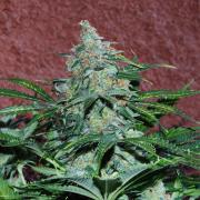 Amnesia autofem Silver (Errors-Seeds)