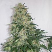 Amnesia Haze autofem Silver (Errors-Seeds)