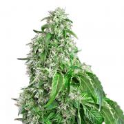 Big Devil autofem Silver (Errors-Seeds)
