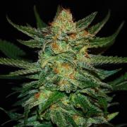 Black Jack autofem Silver (Errors-Seeds)