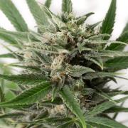 Blue Amnesia autofem Silver (Errors-Seeds)