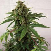 Cheese autofem Silver (Errors-Seeds)