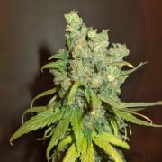 Chocolope autofem Silver (Errors-Seeds)