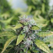 Jack autofem Silver (Errors-Seeds)