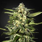 Jack Herer autofem Silver (Errors-Seeds)
