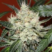 Kali Mist autofem Silver (Errors-Seeds)