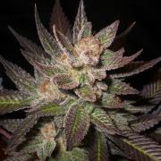 Lavender autofem Silver (Errors-Seeds)