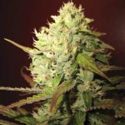 Lemon Skunk autofem Silver (Errors-Seeds)