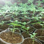 MIX autofem Silver (Errors-Seeds)