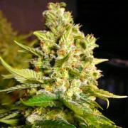 Moby Dick autofem Silver (Errors-Seeds)