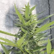 Power Plant autofem Silver (Errors-Seeds)