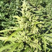 Somango autofem Silver (Errors-Seeds)