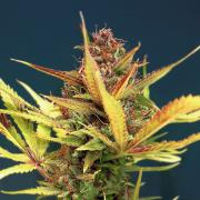 Sour Diesel autofem Silver (Errors-Seeds)