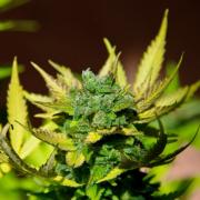 Tutankhamon autofem Silver (Errors-Seeds)